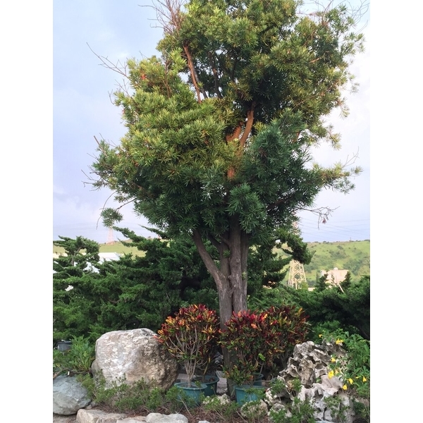 園區景緻-清宏造園