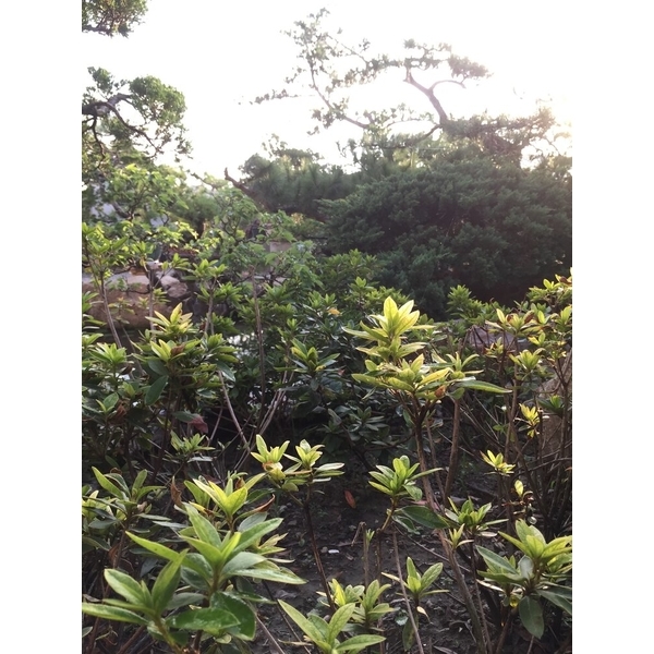 園區景緻