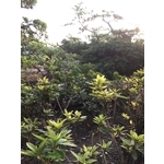 園區景緻-清宏造園