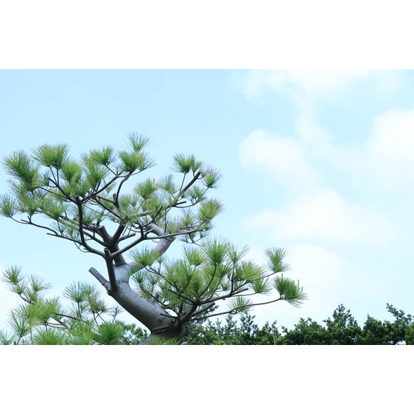 園區景緻-清宏造園