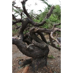 盆材 / 半庭園樹-清宏造園