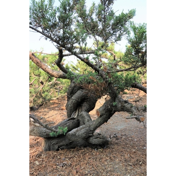 盆材 / 半庭園樹-清宏造園