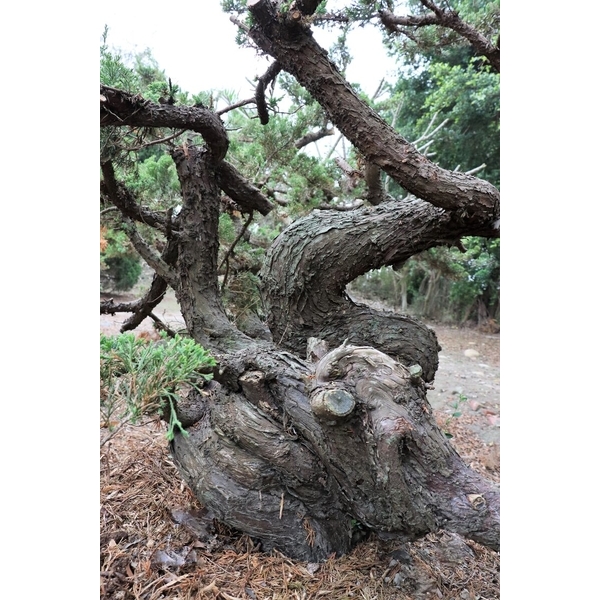 盆材 / 半庭園樹-清宏造園