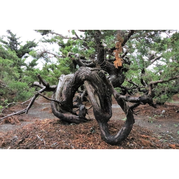 盆材 / 半庭園樹-清宏造園