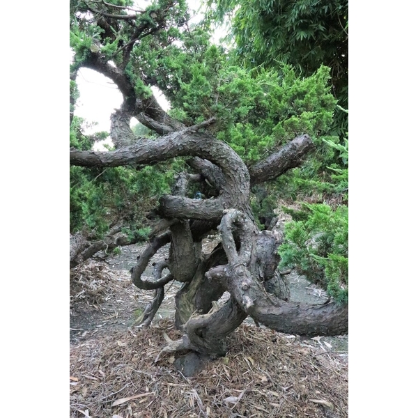 盆材 / 半庭園樹-清宏造園