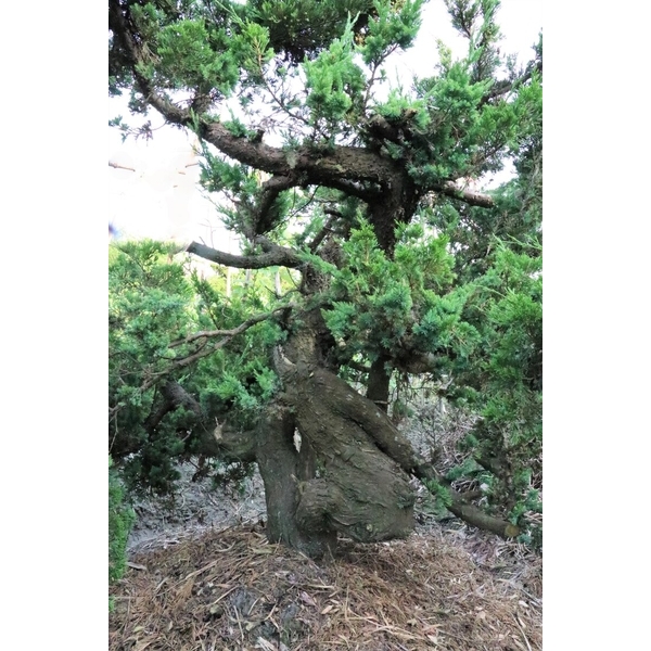 盆材 / 半庭園樹-清宏造園