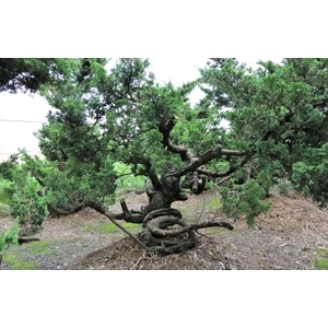 盆材 / 半庭園樹-清宏造園