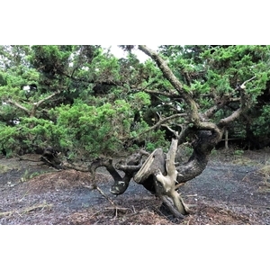 盆材 / 半庭園樹-清宏造園
