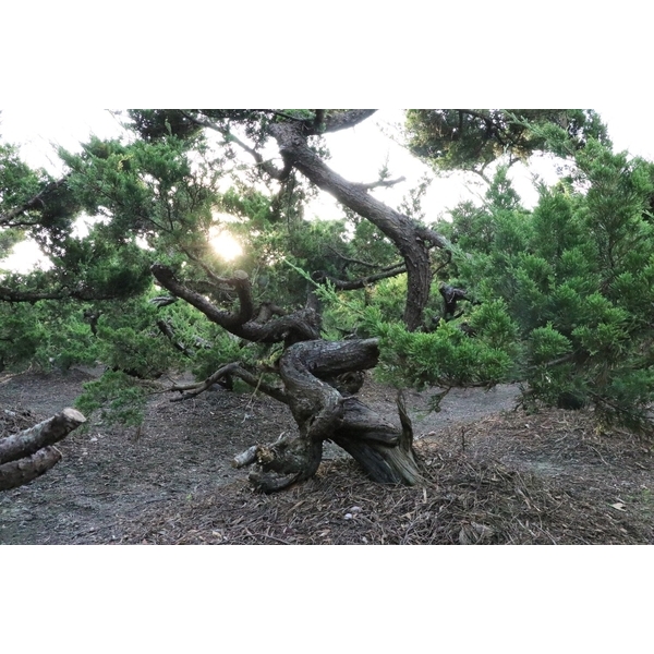 盆材 / 半庭園樹-清宏造園