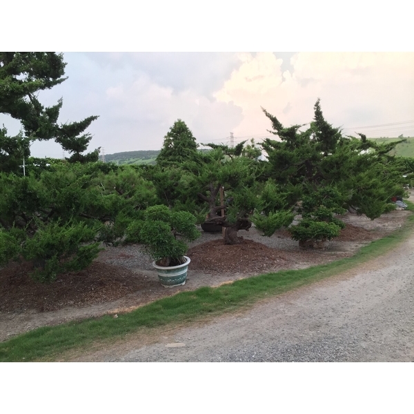 園區景緻-清宏造園
