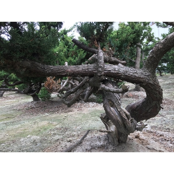 盆材 / 半庭園樹-清宏造園