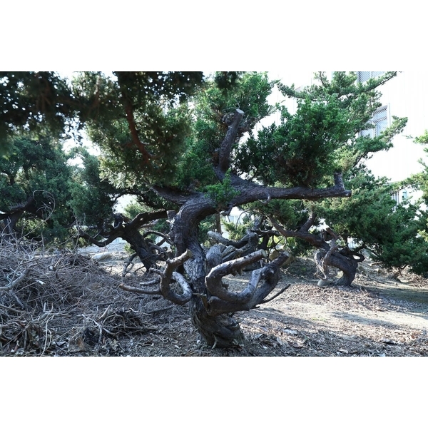 盆材 / 半庭園樹-清宏造園