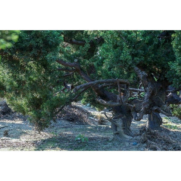 盆材 / 半庭園樹