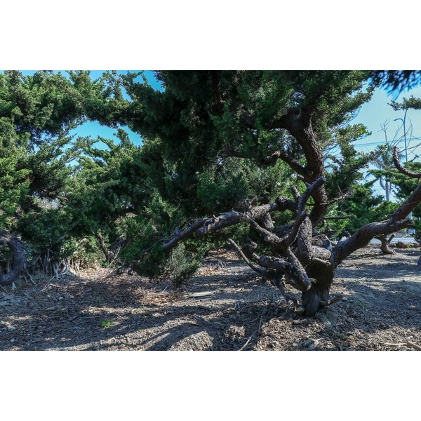 盆材 / 半庭園樹-清宏造園