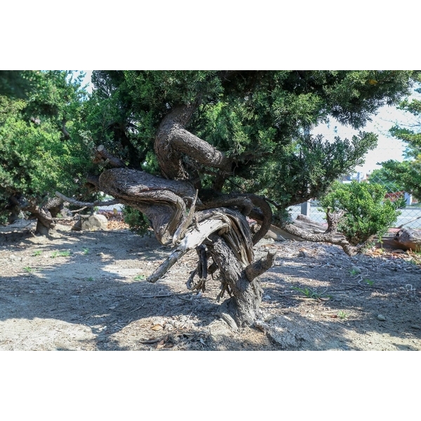 盆材 / 半庭園樹-清宏造園