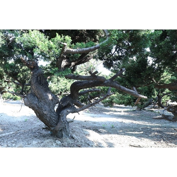 盆材 / 半庭園樹-清宏造園
