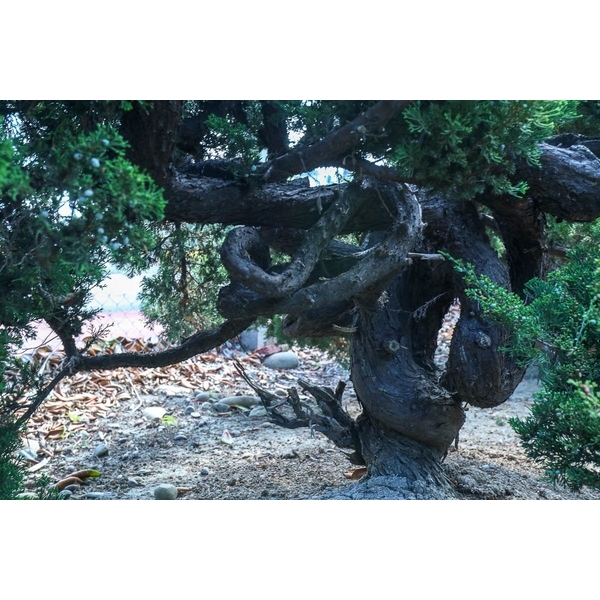 盆材 / 半庭園樹
