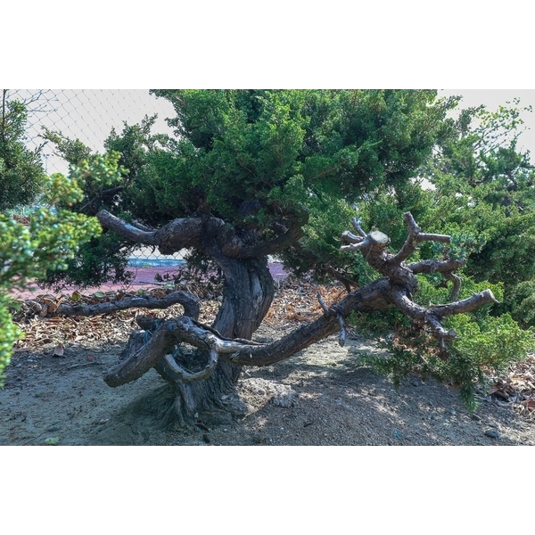 盆材 / 半庭園樹-清宏造園