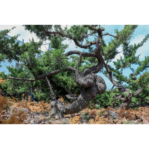 盆材 / 半庭園樹-清宏造園