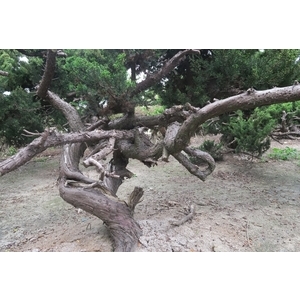 盆材 / 半庭園樹-清宏造園