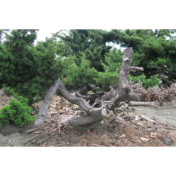 盆材 / 半庭園樹-清宏造園