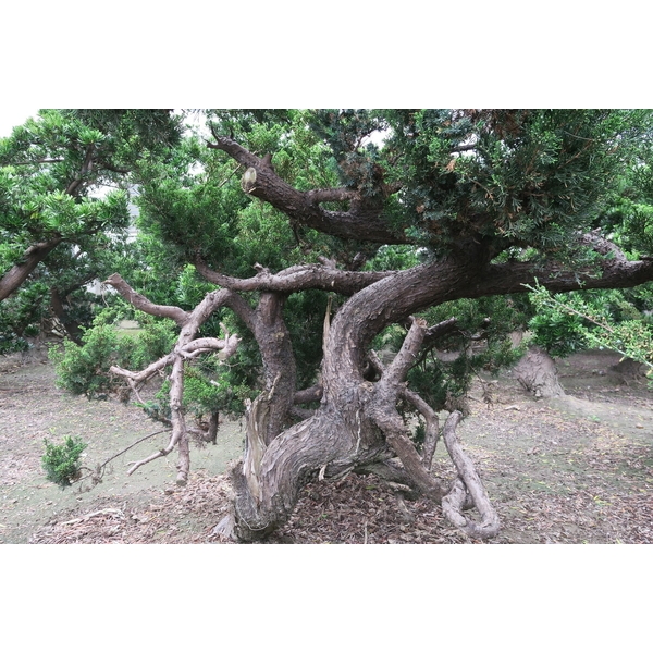 盆材 / 半庭園樹-清宏造園