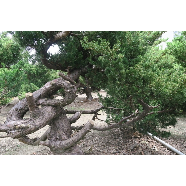 盆材 / 半庭園樹-清宏造園