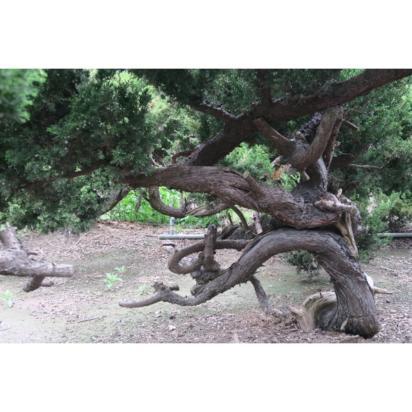 盆材 / 半庭園樹-清宏造園