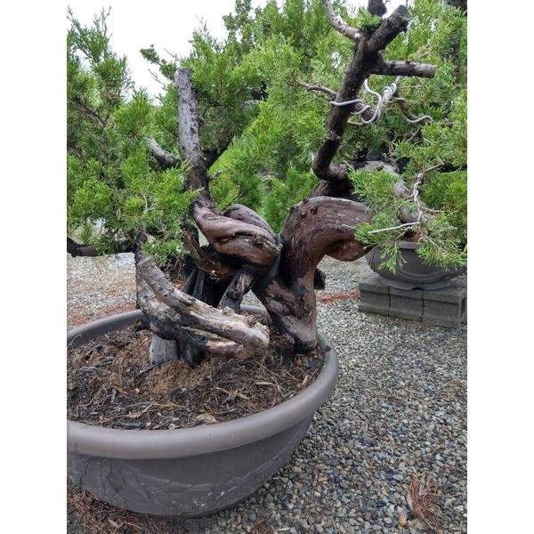 盆材 / 半庭園樹-清宏造園