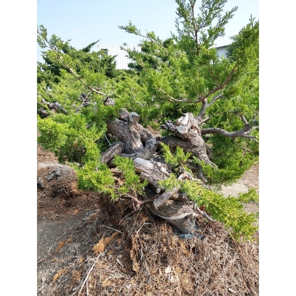 盆材 / 半庭園樹-清宏造園