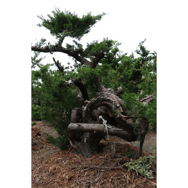 盆材 / 半庭園樹-清宏造園