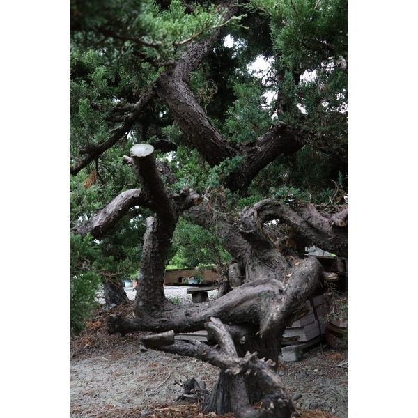 盆材 / 半庭園樹-清宏造園