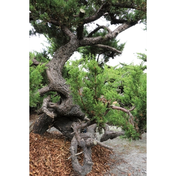 盆材 / 半庭園樹-清宏造園