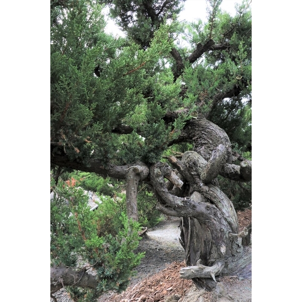 盆材 / 半庭園樹-清宏造園