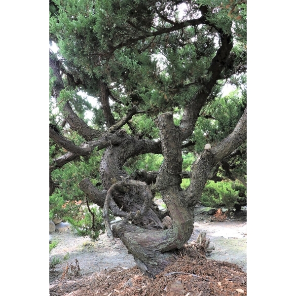 盆材 / 半庭園樹-清宏造園