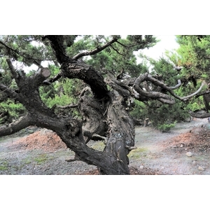 盆材 / 半庭園樹-清宏造園