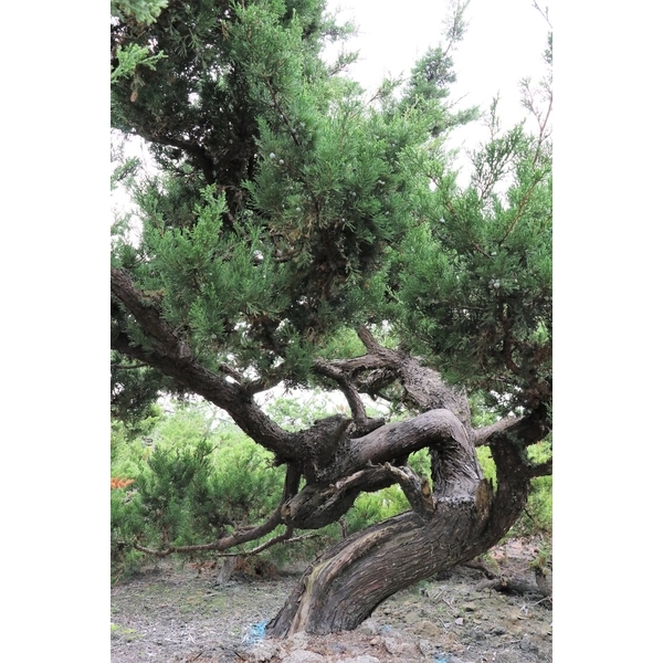 盆材 / 半庭園樹-清宏造園