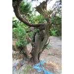 盆材 / 半庭園樹-清宏造園