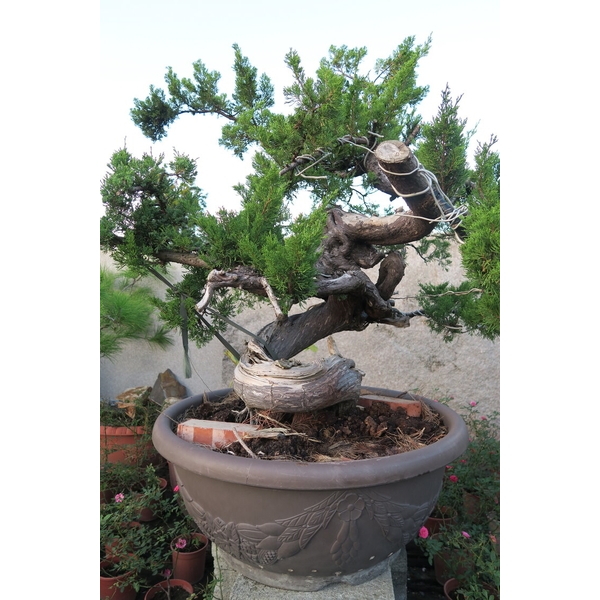 盆材 / 半庭園樹-清宏造園