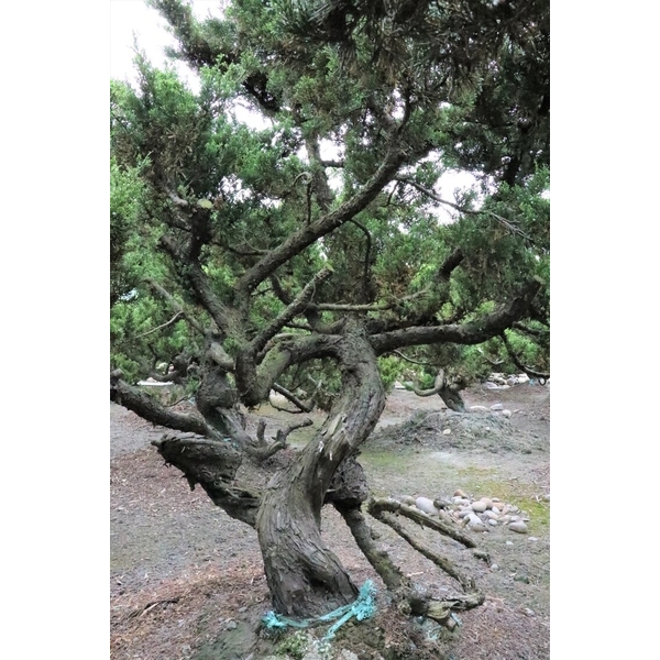 盆材 / 半庭園樹-清宏造園