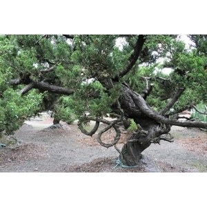 盆材 / 半庭園樹-清宏造園