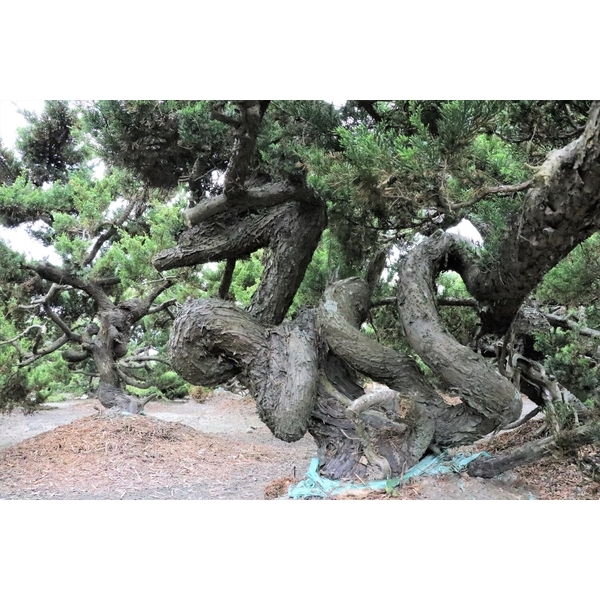 盆材 / 半庭園樹-清宏造園
