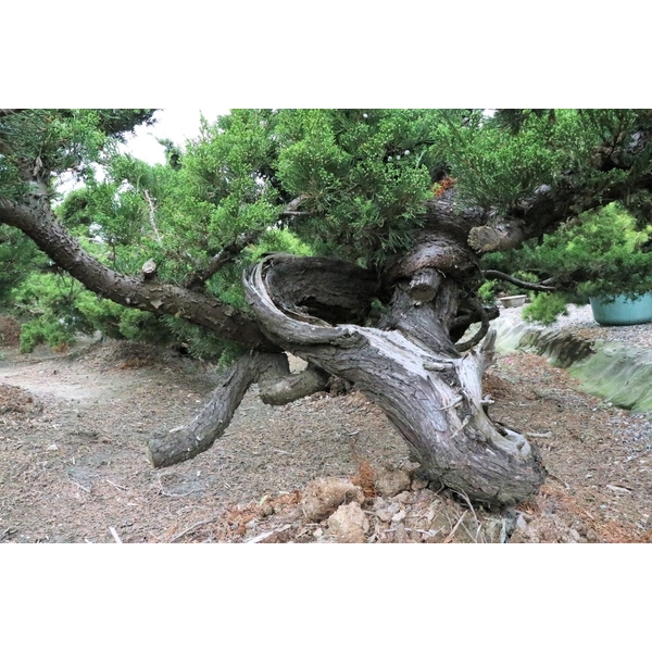 盆材 / 半庭園樹-清宏造園