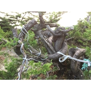 盆材 / 半庭園樹-清宏造園