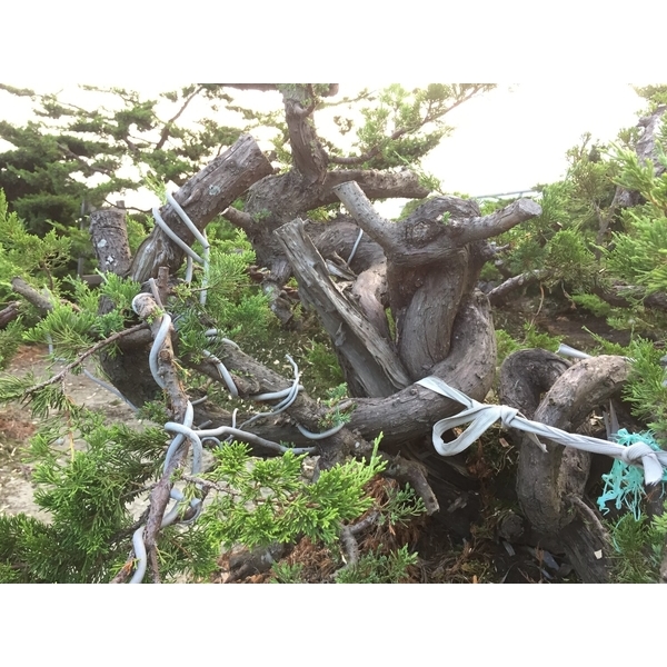 盆材 / 半庭園樹
