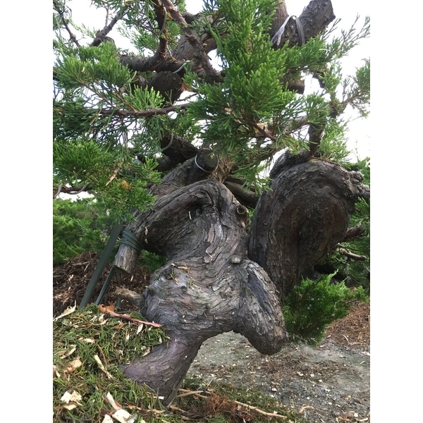 盆材 / 半庭園樹-清宏造園