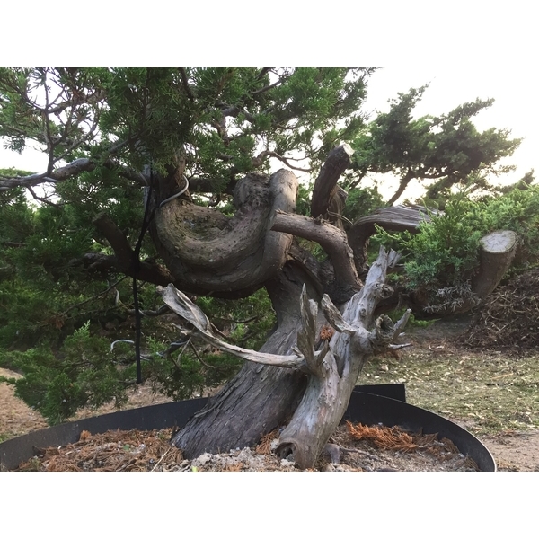 盆材 / 半庭園樹-清宏造園