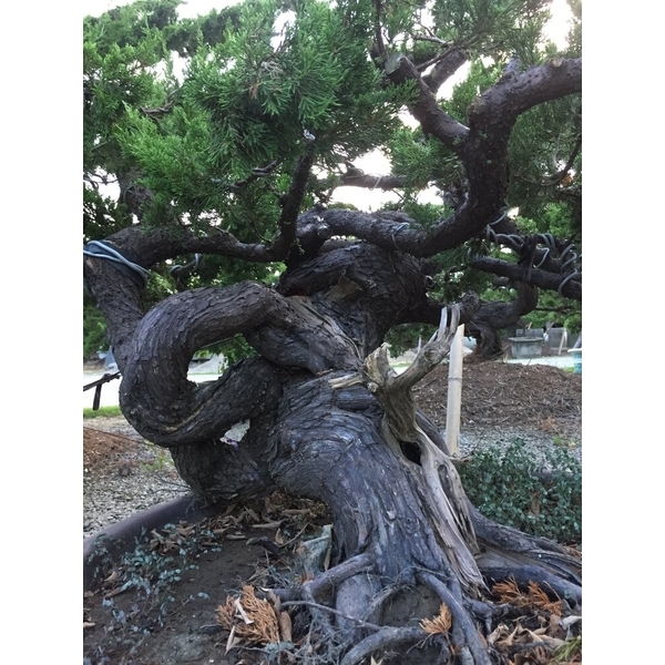 盆材 / 半庭園樹-清宏造園
