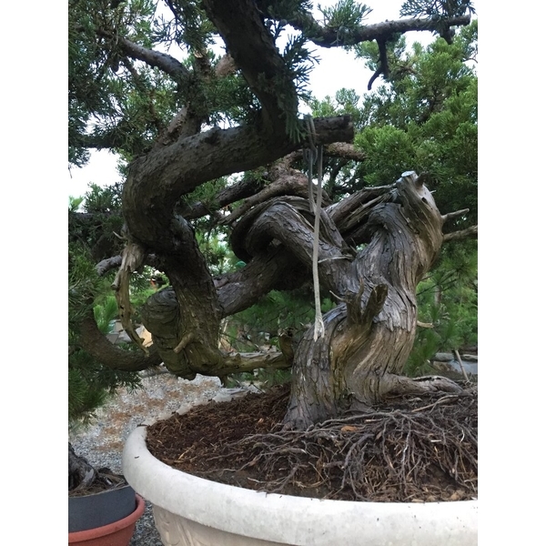 盆材 / 半庭園樹