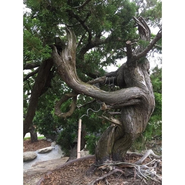 盆材 / 半庭園樹-清宏造園